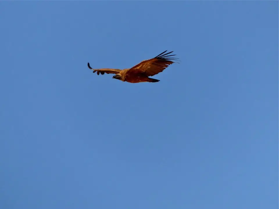 hc38e448.jpg