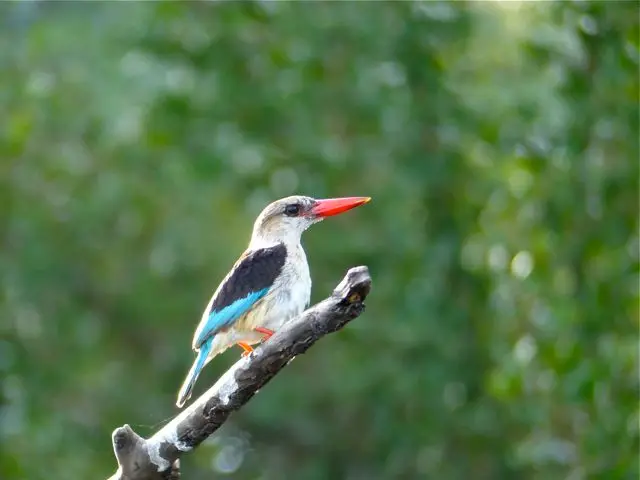 hc4b82a6.jpg