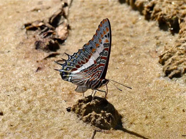 hc628609.jpg