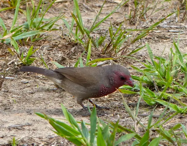hd0a5c30.jpg