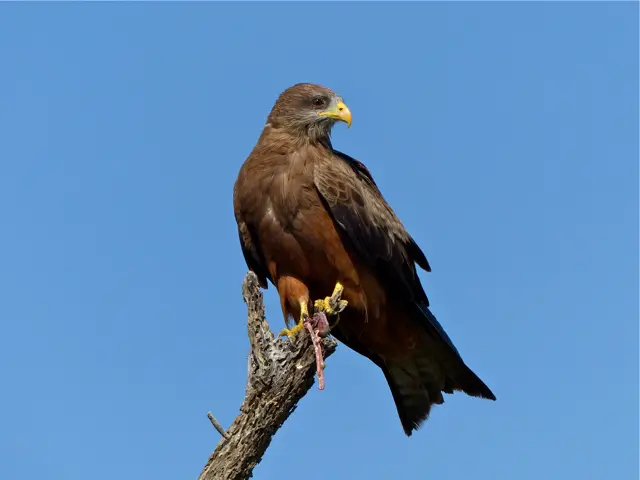 hedefb43.jpg