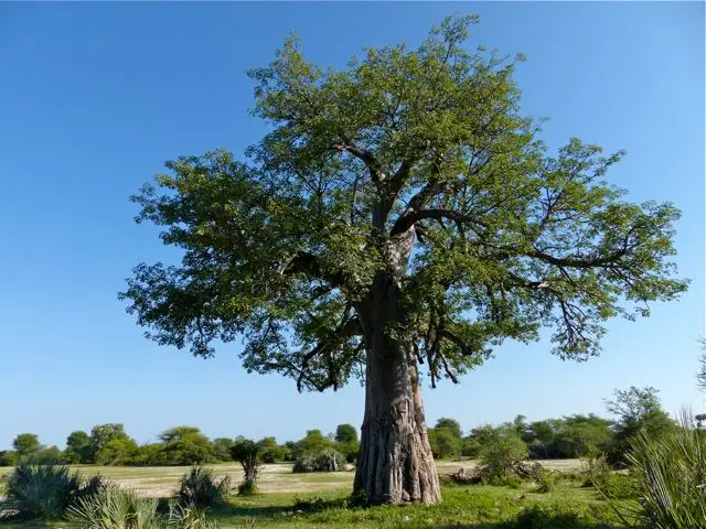 hf223e69.jpg