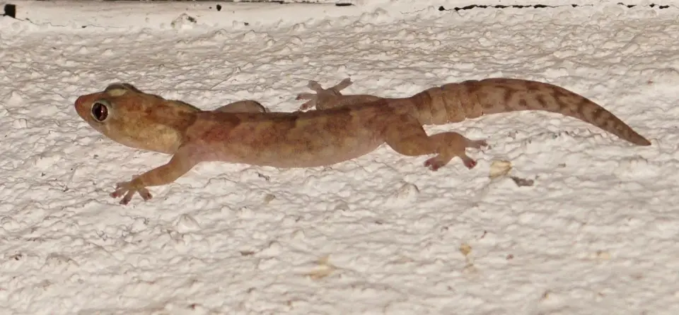 Gecko-1.jpg