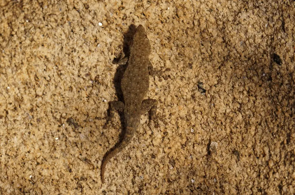 GeckoKobo-1.jpg
