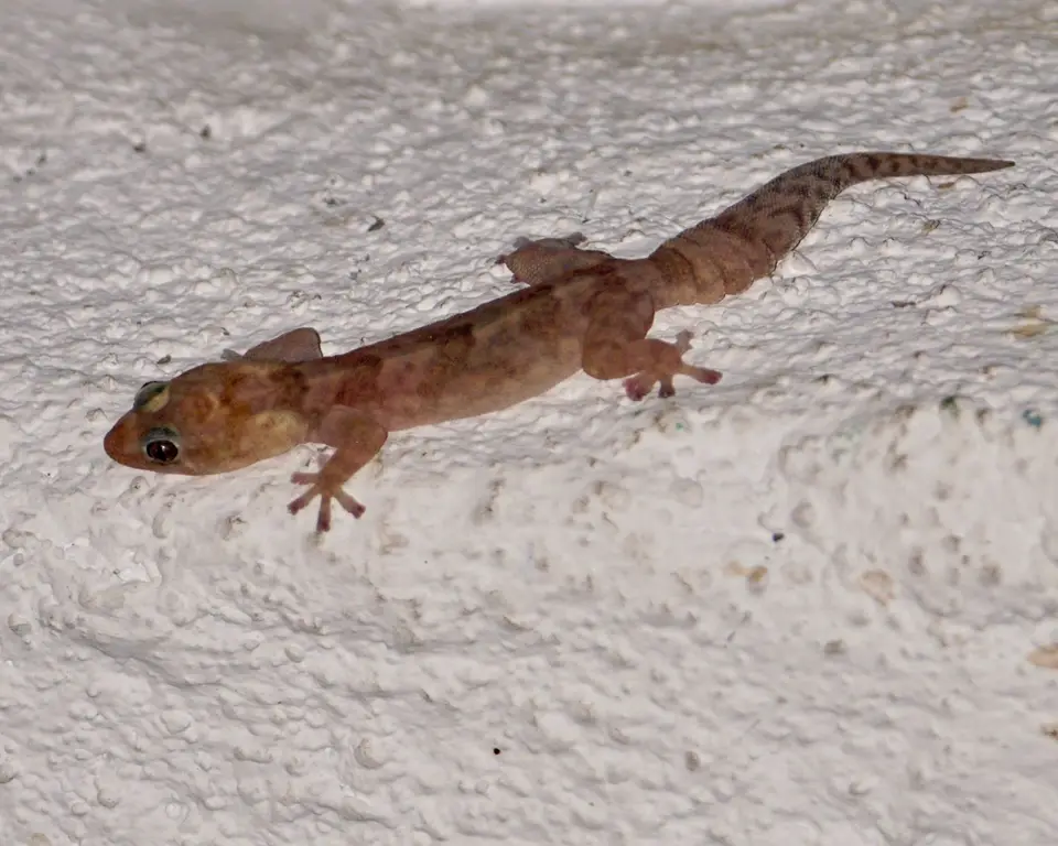 GeckoüberBett-1.jpg