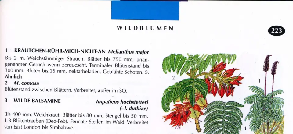 Honigstrauch.jpg