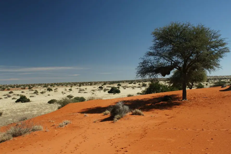 Kalahari1.jpg