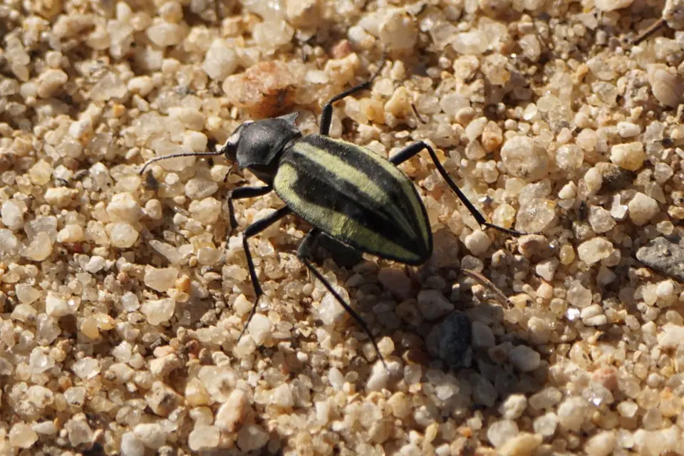 Käfer1-1.jpg
