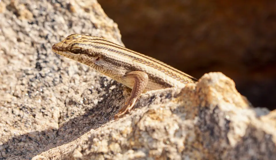 LizzardKobo-1.jpg