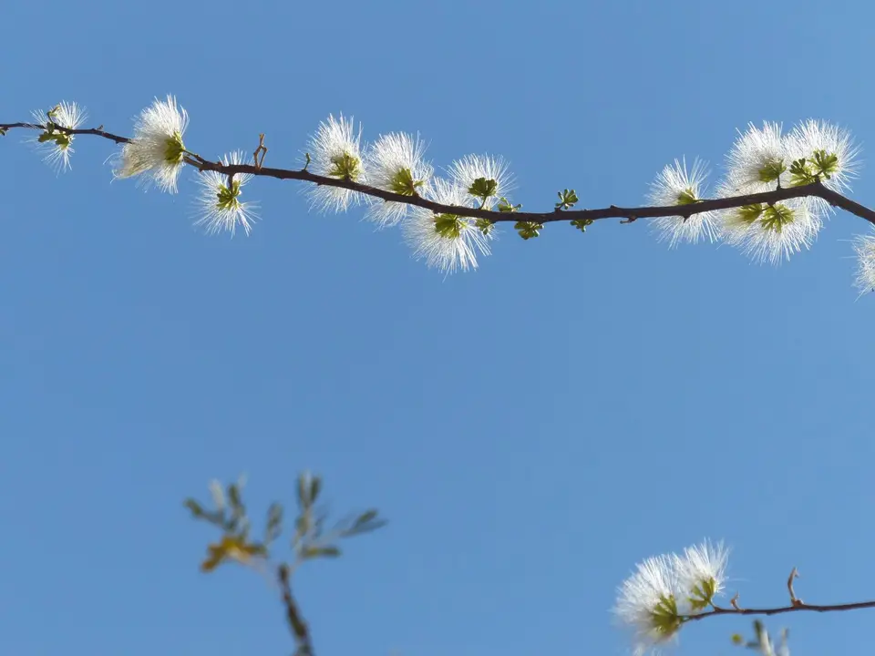 blüten-1.jpg