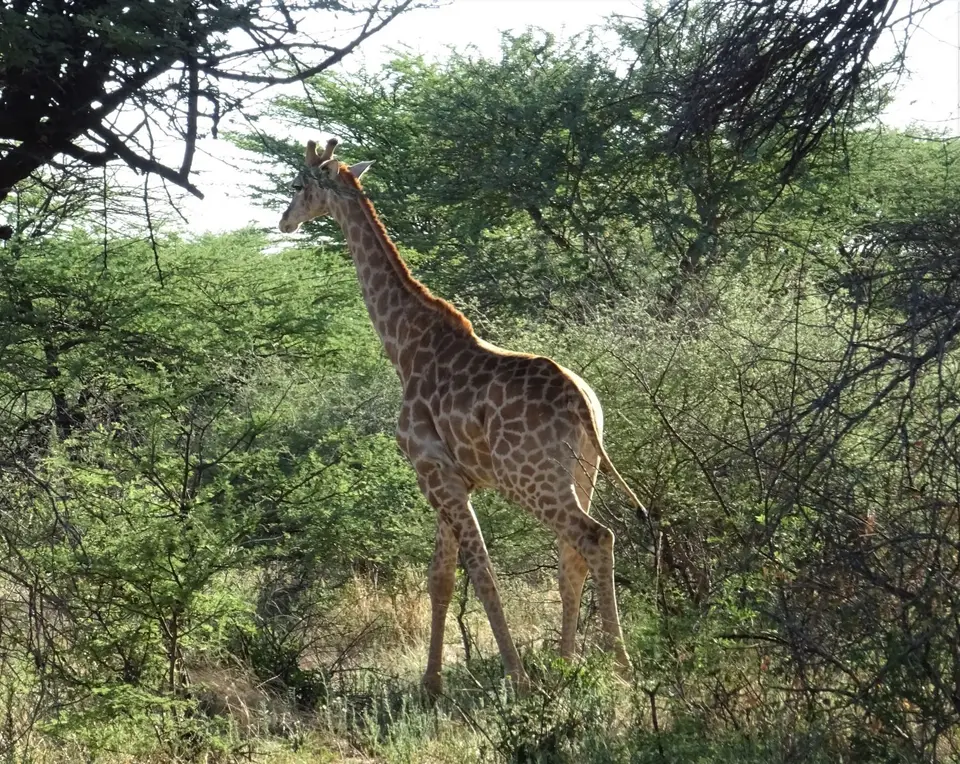 Namibia(21)-2-3-4-5-6-7-8.JPG