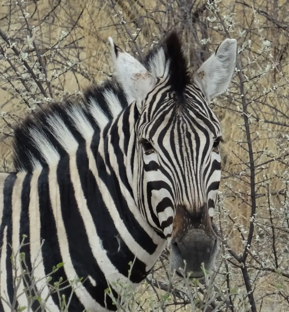 Namibia(39).JPG