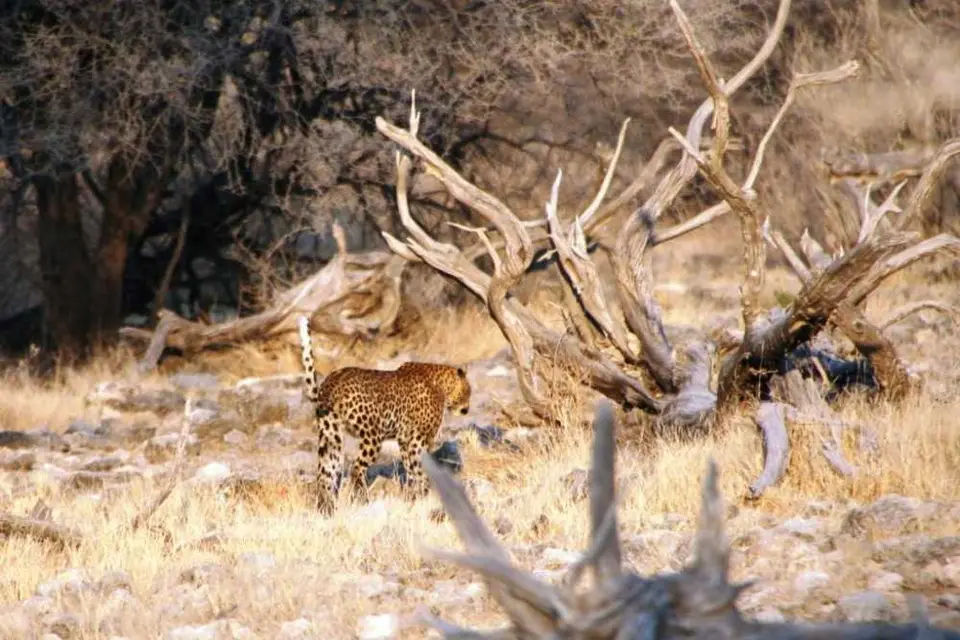 Etosha2011.JPG