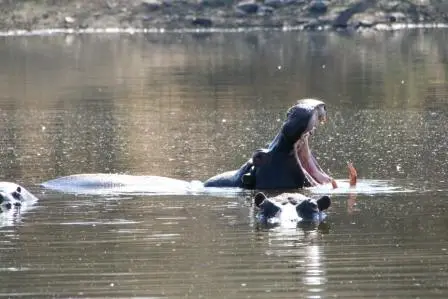 HipposimSeeDsternbrook.JPG