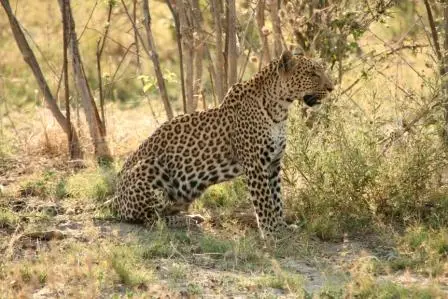 Savuti2009.JPG