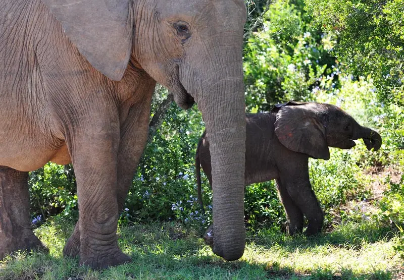 hec23cdb.jpg