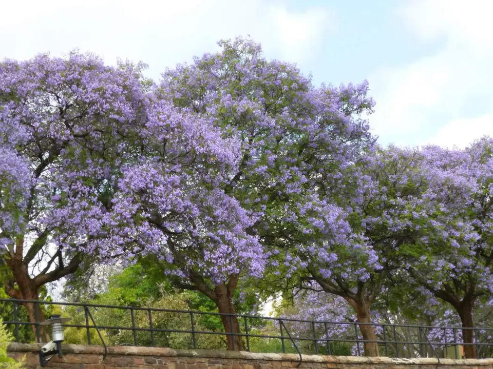 P1000085.JPG
