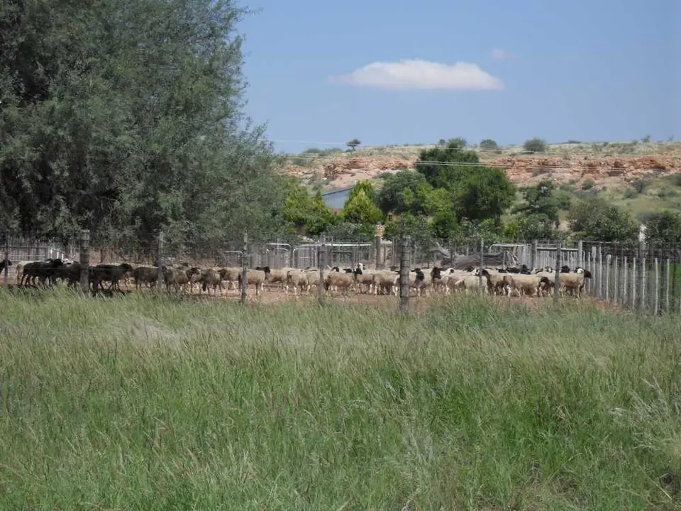 SDC11720.JPG