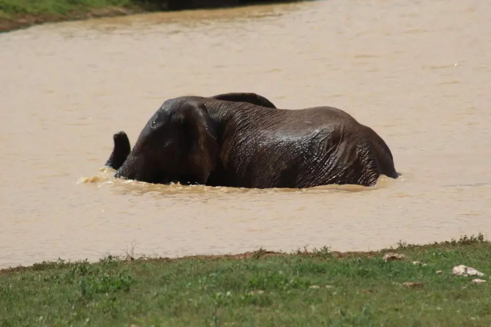 addo_schotia006.jpg