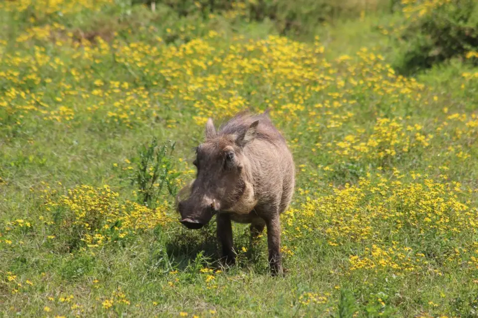 addo_schotia027.jpg