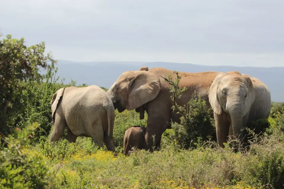 addo_schotia044.jpg