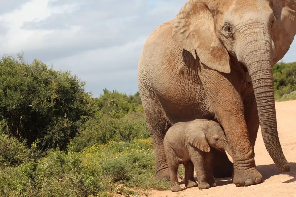 addo_schotia053.jpg