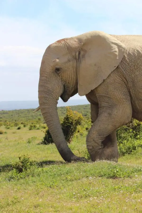 addo_schotia054.jpg