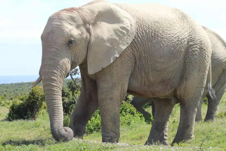 addo_schotia057.jpg