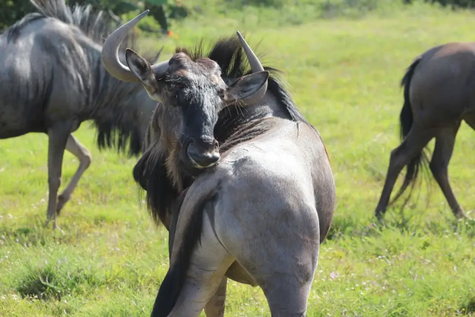 addo_schotia127.jpg