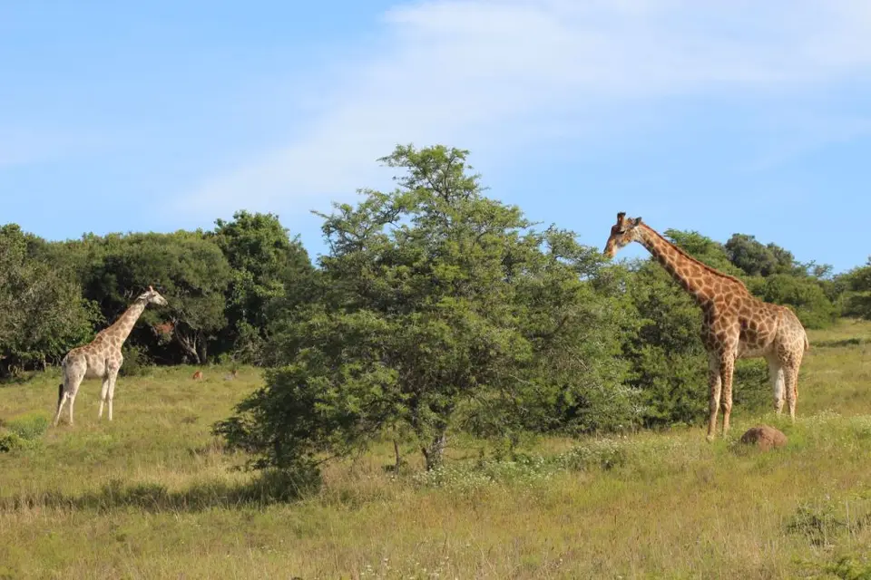 addo_schotia130.jpg
