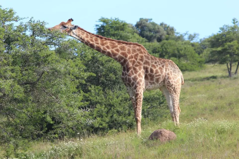 addo_schotia133.jpg