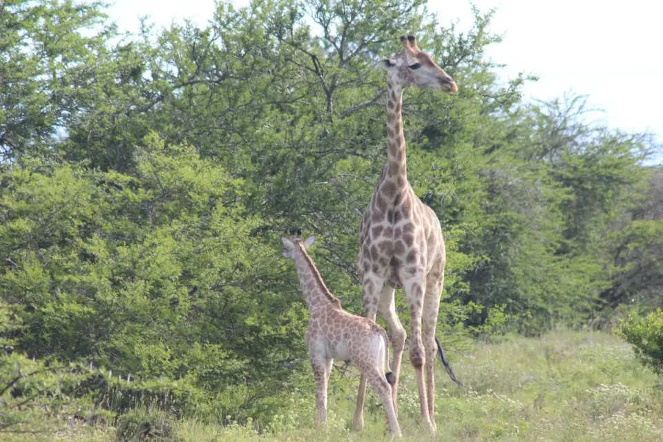 addo_schotia148.jpg