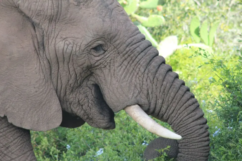 addo_schotia184.jpg