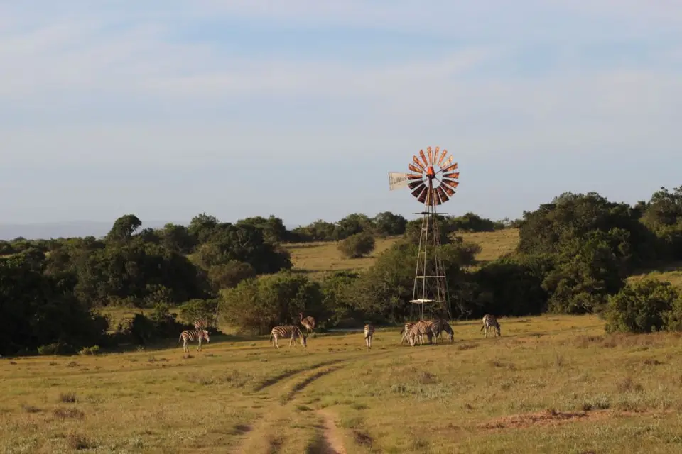 addo_schotia270.jpg