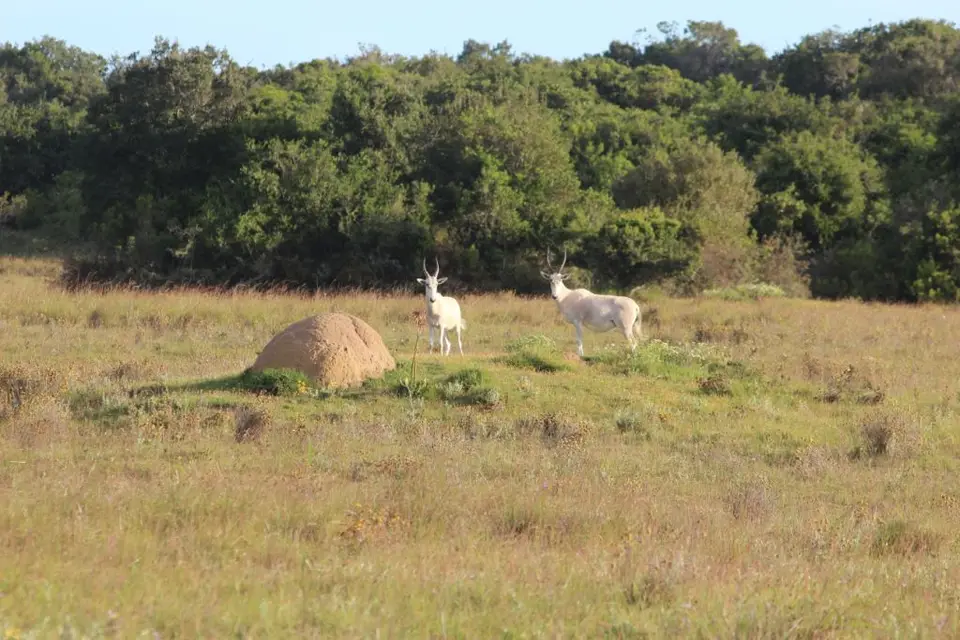 addo_schotia273.jpg