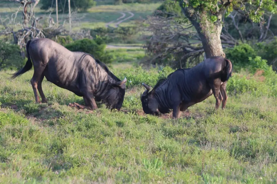 addo_schotia278.jpg