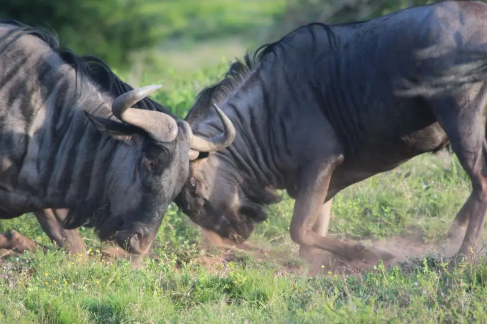 addo_schotia279.jpg