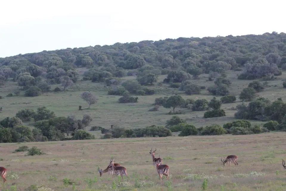 addo_schotia301.jpg