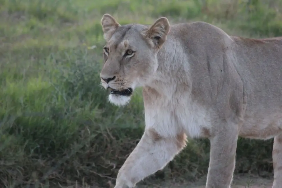 addo_schotia313.jpg