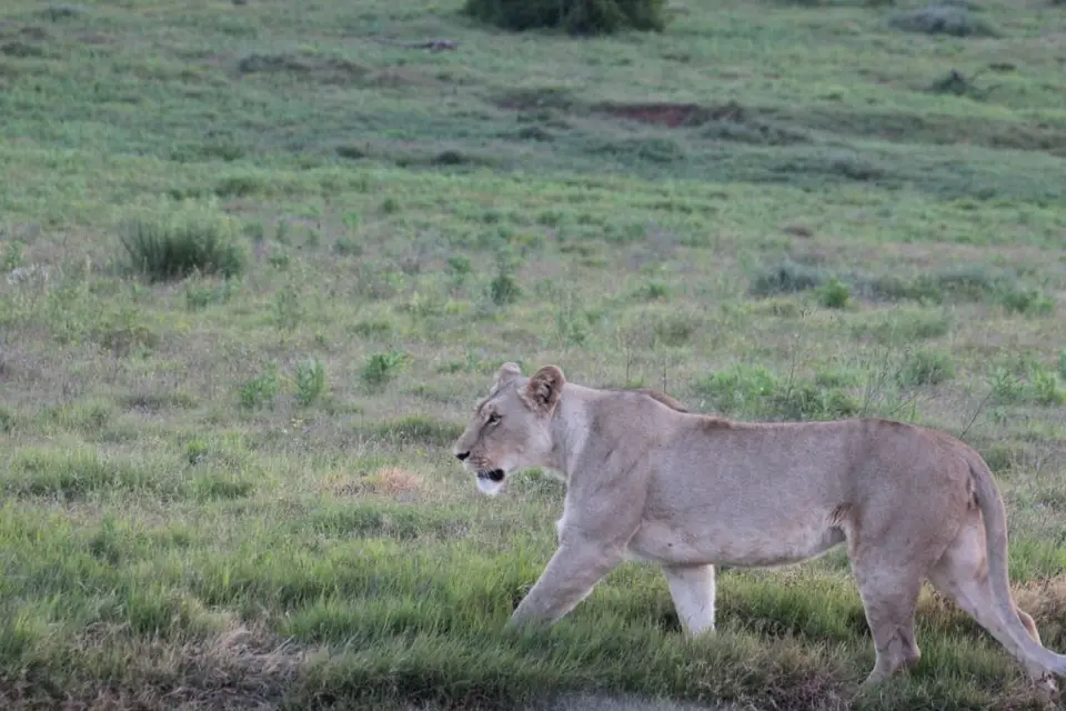 addo_schotia315.jpg