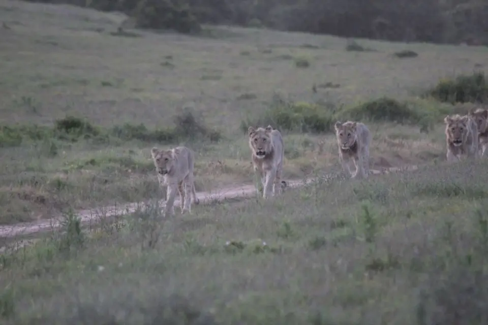 addo_schotia317.jpg