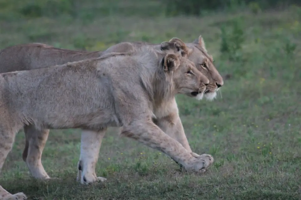 addo_schotia334.jpg