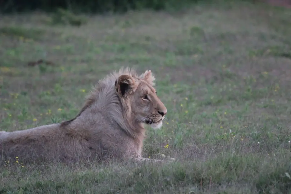 addo_schotia344.jpg