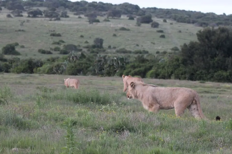 addo_schotia350.jpg