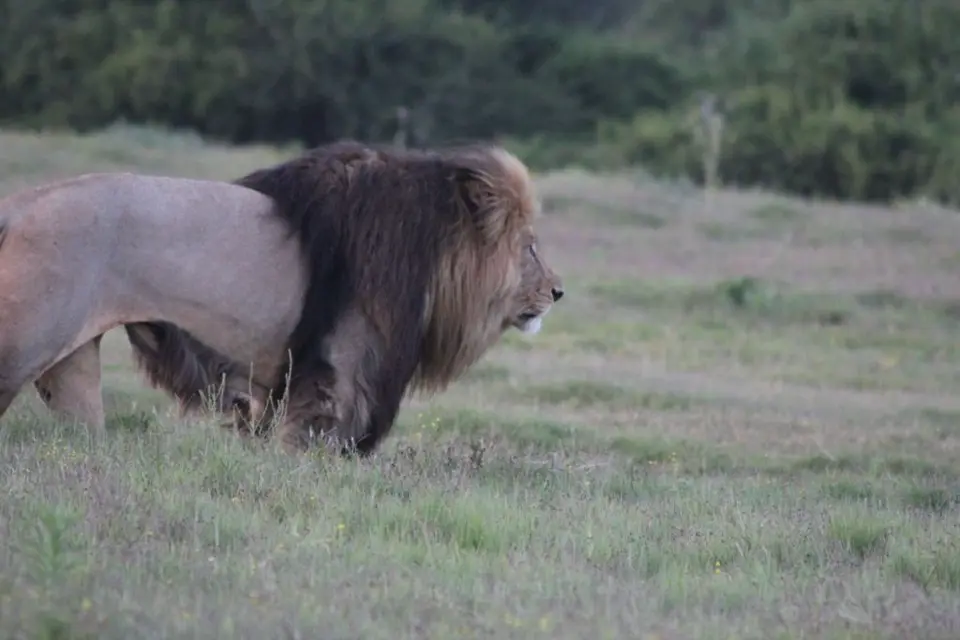 addo_schotia356.jpg