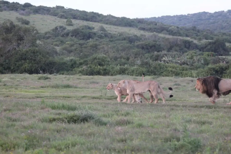 addo_schotia359.jpg