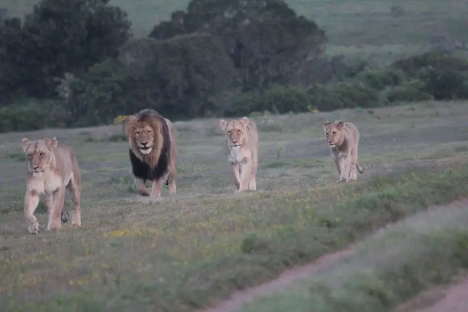 addo_schotia371.jpg