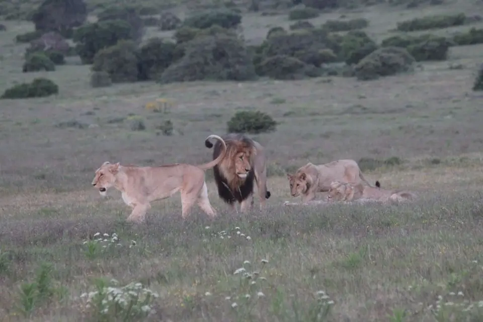 addo_schotia379.jpg
