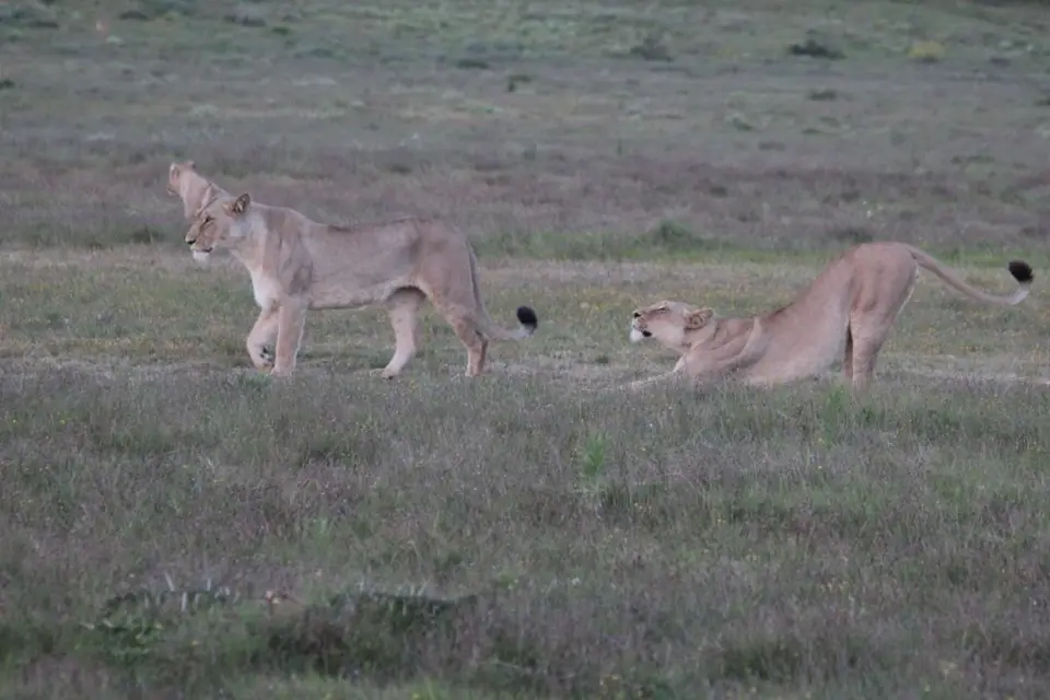 addo_schotia394.jpg