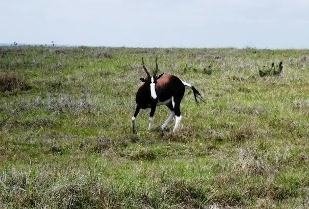 bontebok.jpg